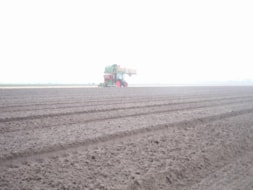 Covering the fields with Straw